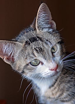 Portrait of an Adolescent Brown Tabby Kitten