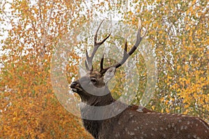 Portrait of adorable adult spotted deer with sprawling antlers