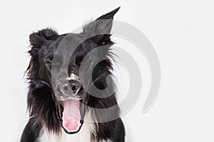 Portrait of a adorable astonished purebred Border Collie dog staring up keeps mouth open looking amazed isolated over grey wall