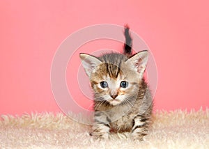 Portrait of an adorable baby kitten standing on sheepskin