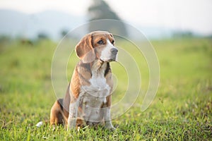 Portrait of an adorable beagle dog while sitting on the greengrass in the medow