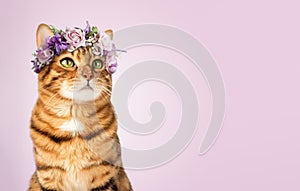 Portrait of an adorable bengal cat in a flower crown on a purple background