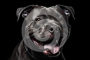 Portrait of an adorable black American Staffordshire Terrier, isolated on black background.