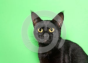 Portrait of an adorable black tabby kitten looking to viewers right