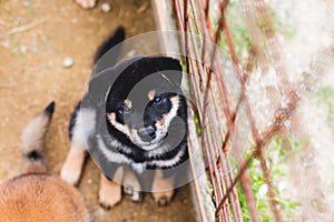 Portrait of adorable black and tan shiba inu puppy sitting outside on the ground and looking to the camera.