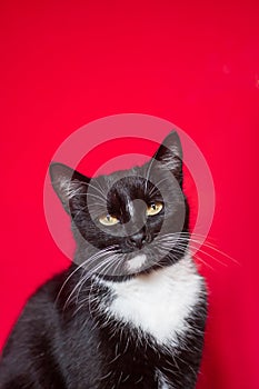 Portrait of an adorable black and white adult cat