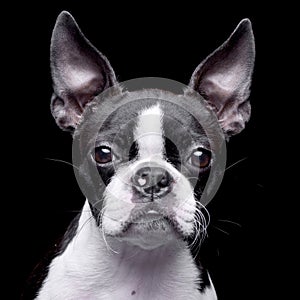 Portrait of an adorable Boston Terrier