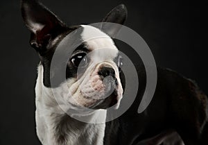 Portrait of an adorable Boston Terrier