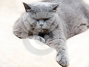 Portrait of adorable british cat