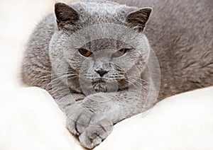 Portrait of adorable british cat photo