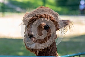 Portrait of an adorable brown alpaca