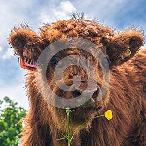 Portrait of an adorable brown Scottish Highland Cow-Calf grazing on the farmland
