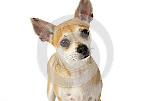 Portrait of an adorable Chihuahua