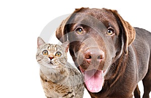 Portrait of adorable curious labrador and cat scottish straight