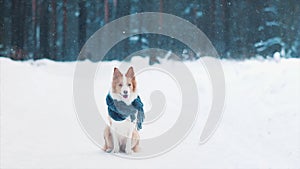 Portrait of adorable cute border collie dog in scarf outdoors in winer snowy forest. Funny happy puppy sitting on hind