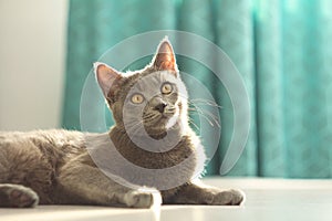 Portrait of adorable cute fluffy gray cat luying on the floor at cozy home background.Russian blue cat.Domestic life with pet.