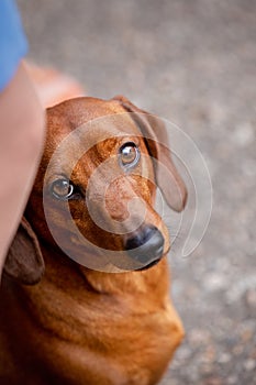Portrait of an adorable dachshund dog