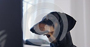 Portrait of adorable dachshund dog, who looks intently at the screen and moves its eyes from side to side as if reading