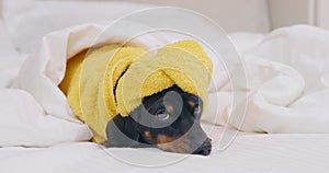 Portrait of adorable dachshund puppy in terry robe and with towel wrapped around head, who is lying and bored because it