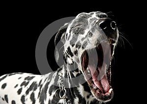 Portrait of an adorable Dalmatian dog standing and yawning