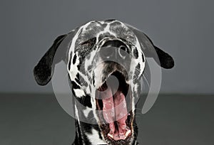 Portrait of an adorable Dalmatian dog yawning with closed eyes - isolated on grey background