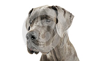 Portrait of an adorable Deutsche Dogge looking sad