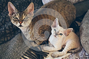 Portrait of adorable Devon Rex cat mother with her small baby kitten are laying down on the bed together.