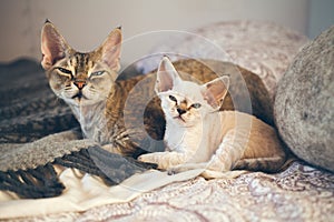 Portrait of adorable Devon Rex cats - mother and her small one month old kitten