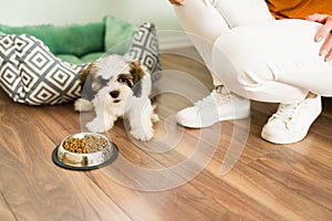 Portrait of an adorable dog enjoying its kibbles