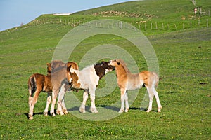 Portrait of adorable foals playing in the green mountain grass in Italy