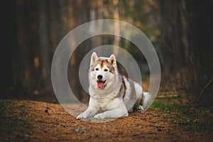 Portrait of adorable and free Siberian Husky dog lying in the bright enchanting fall forest