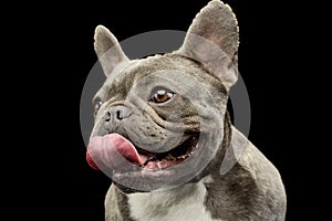 Portrait of an adorable French Bulldog