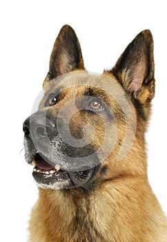 Portrait of an adorable German shepherd dog
