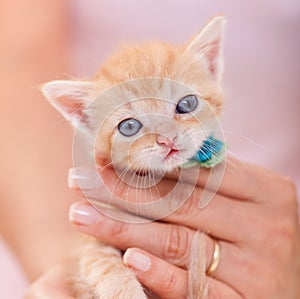 Portrait of adorable ginger kitten with big blue eyes and fuzzy hair