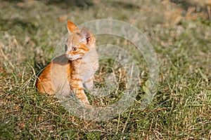 Portrait of adorable ginger kitten with a long mustache outdoors in summer. Ginger cat kid animal on the grass in the