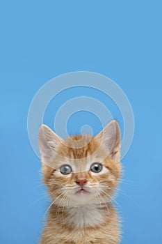 Portrait of an adorable ginger kitten looking at the camera on a bright blue background