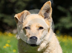 Portrait of adorable ginger mongrel dog outdoors