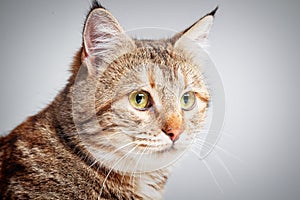 Portrait of adorable grey tabby cat with green eyes