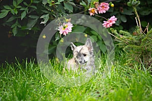 Portrait of adorable hairless chinese crested dog lying in the yard. Image of cute fluffy puppy