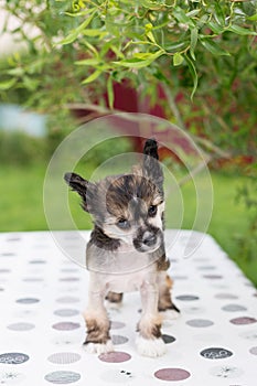 Portrait of adorable hairless puppy breed chinese crested dog standing on the table on summer day.