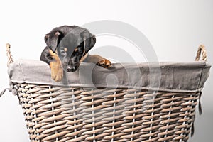 A portrait of an adorable Jack Russel Terrier puppy, in a wicker basket, isolated on a white background