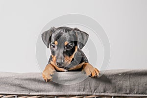 A portrait of an adorable Jack Russel Terrier puppy, in a wicker basket, isolated on a white background