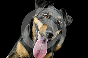 Portrait of an adorable Jack Russell Terrier