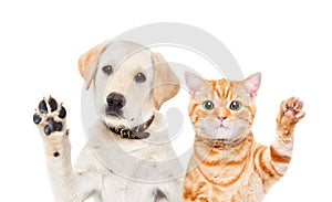 Portrait of an adorable Labrador puppy and Scottish Straight kitten waving their paws