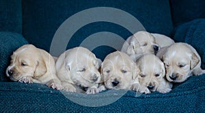 Portrait of an adorable litter of golden retriever puppies or babies in a blue background