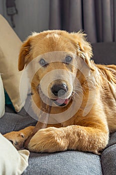 Portrait of adorable little golden dog chewing the rawhide bone