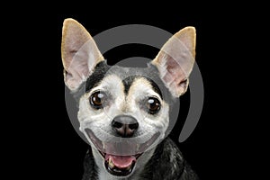 Portrait of an adorable mixed breed dog