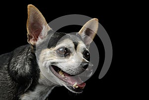 Portrait of an adorable mixed breed dog