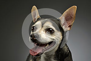 Portrait of an adorable mixed breed dog