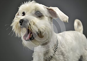 Portrait of an adorable mixed breed dog